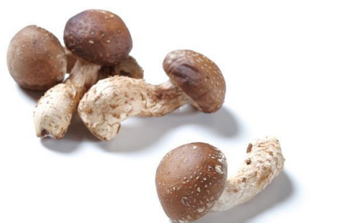 香菇是世界第二大食用菌，素有“真菌皇后”之譽(yù)