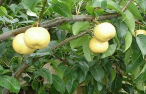 在貴州，還有這10種地理標(biāo)志水果，平凡而獨(dú)特，去貴州千萬(wàn)別錯(cuò)過(guò)