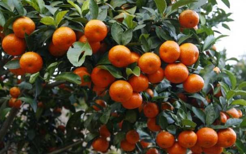 綠色水果沙糖桔的種植技術(shù)