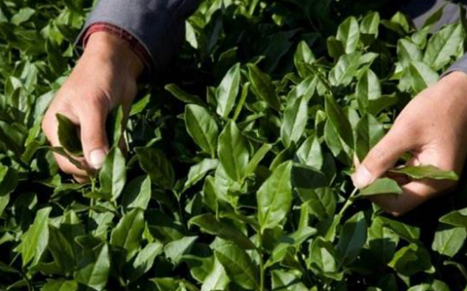 每一片茶葉，都凝聚著茶農(nóng)的汗水!鐵觀音茶苗培育與茶樹種植技術(shù)