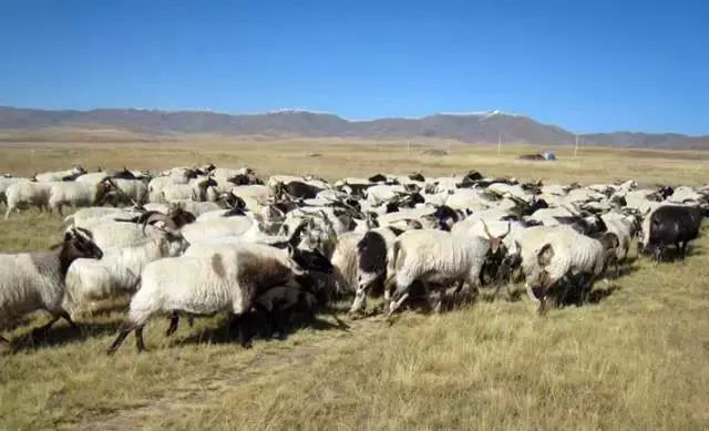 【展商風(fēng)采】2023青海（深圳）綠色產(chǎn)品大集將在第9屆深圳綠博會(huì)上同期舉辦