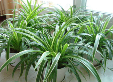 給室內(nèi)“裝修”了，快來(lái)看有哪些值得挑選的綠色植物