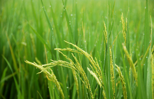 龍蛙模式成望奎現(xiàn)代農(nóng)業(yè)新亮點