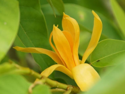 這幾種長相美麗的植物，養(yǎng)在家里美化居室效果好