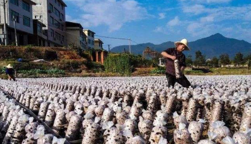 尤溪：將食用菌培育成鄉(xiāng)村振興主導產(chǎn)業(yè)的思考