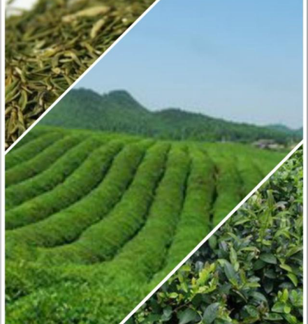品味茶香，寄情山水，這6種茶為你展現(xiàn)獨(dú)特的貴州茶文化