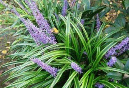 適合布置在家里陰暗處的觀賞植物，哪些會是你喜歡的品種