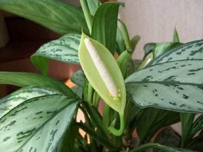 3種最愛“陰”的花卉植物，養(yǎng)在客廳、臥室都好，沒陽光也能吐氧