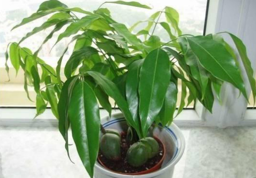 3種最愛“陰”的花卉植物，養(yǎng)在客廳、臥室都好，沒陽光也能吐氧