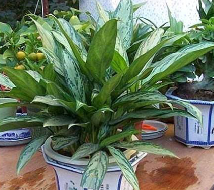 3種最愛“陰”的花卉植物，養(yǎng)在客廳、臥室都好，沒陽光也能吐氧