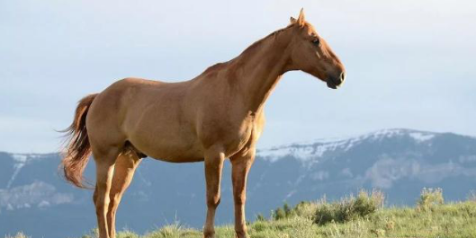 國家畜牧產(chǎn)業(yè)政策應(yīng)向馬業(yè)傾斜