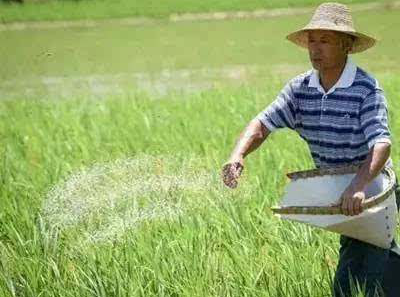 農(nóng)民種植水稻，每畝稻田需要使用多少硅肥和鋅肥?