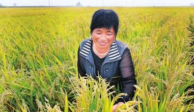 擔心水稻條紋葉枯病造成水稻減產(chǎn)?你這樣去做就行