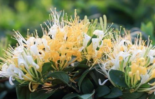 它經(jīng)常被人當(dāng)作綠化花卉種植，卻不知道是這么有用，它就是金銀花