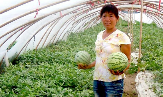 西瓜炭疽病可防可治，只要你這樣做就行了